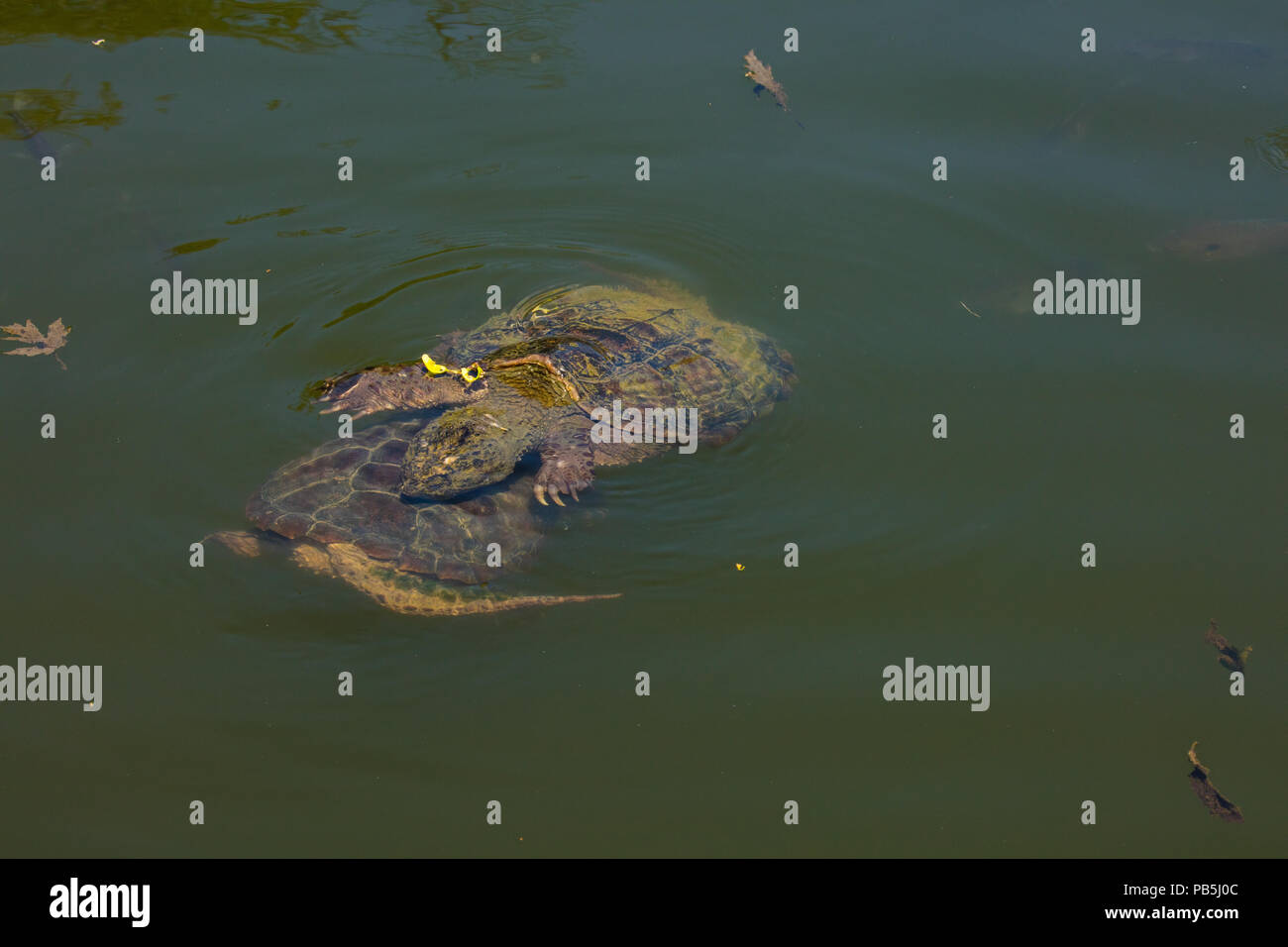 snapping turtles, Chelydra serpentina, male attempting to mate with female (and Bluegills, Lepomis macrochirus), Maryland Stock Photo