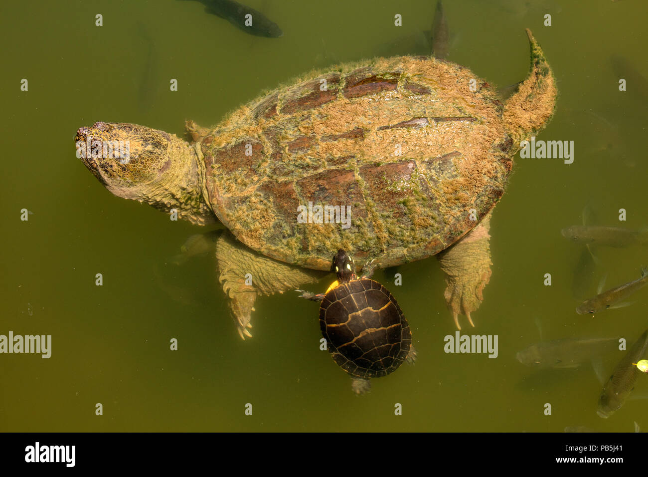 snapping turtle, Chelydra serpentina, and painted turtle Chrysemys picta, Maryland,  feeding on the algae on the back of snapping turtles Stock Photo