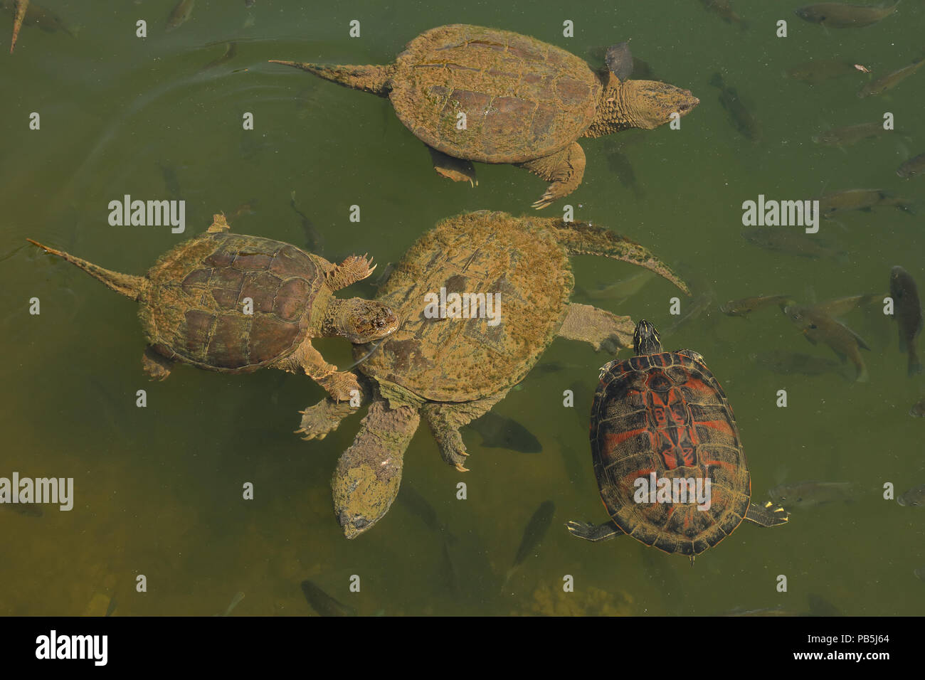 snapping turtles, Chelydra serpentina,  river cooter and Bluegills, Lepomis macrochirus, Maryland Stock Photo