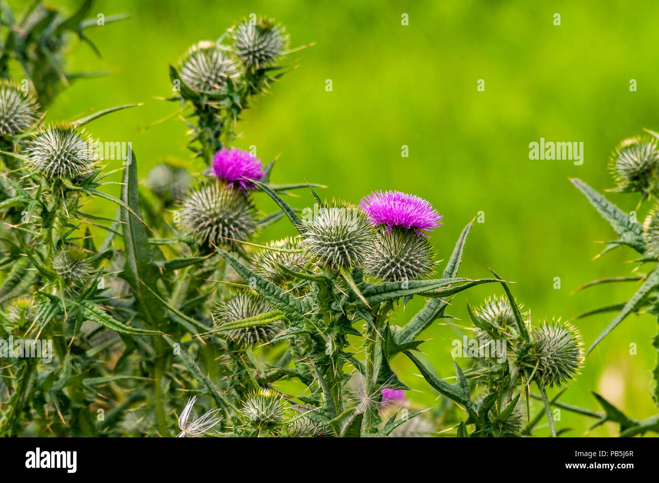 Beauty of the Thistle Stock Photo