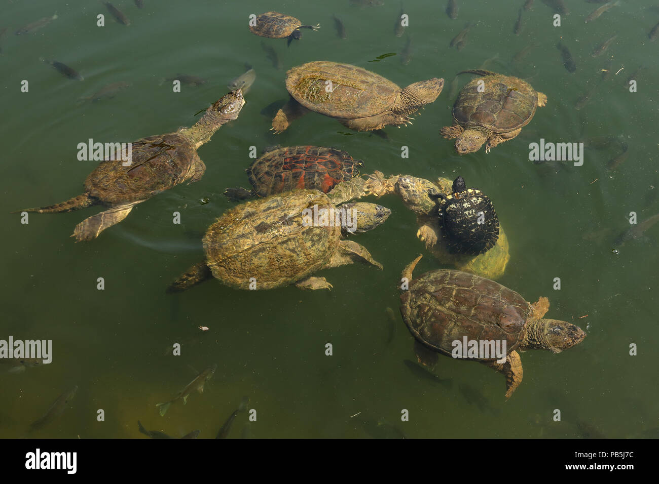 snapping turtles, Chelydra serpentina,  red-eared sliders and river cooter and Bluegills, Lepomis macrochirus, Maryland Stock Photo