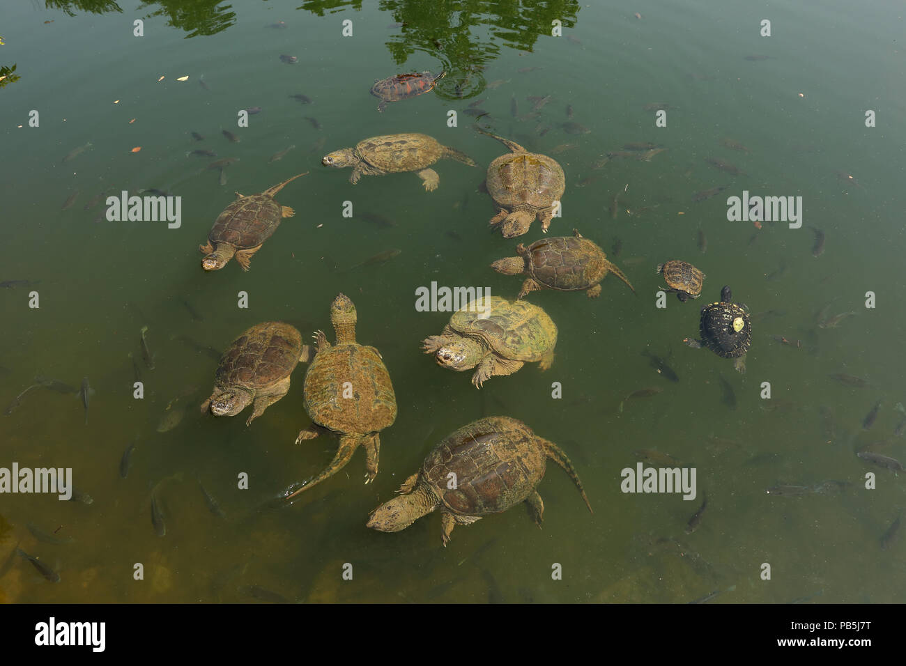 snapping turtles, Chelydra serpentina, red-eared sliders and river cooter (and Bluegills, Lepomis macrochirus), Maryland Stock Photo