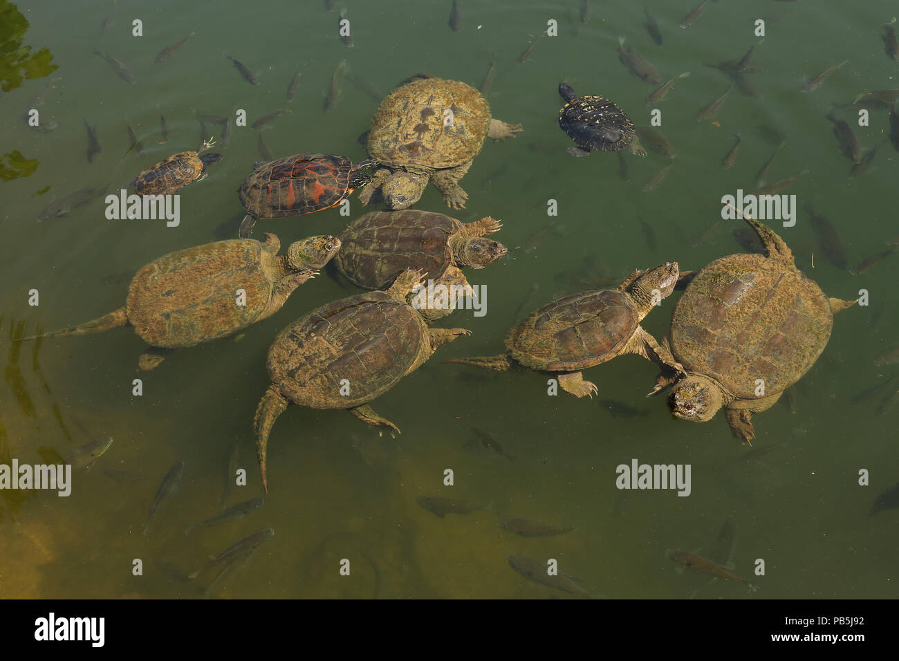 snapping turtles, Chelydra serpentina, red-eared sliders and river cooter (and Bluegills, Lepomis macrochirus), Maryland Stock Photo