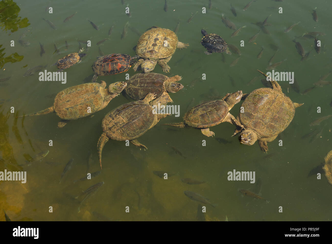 snapping turtles, Chelydra serpentina,  red-eared sliders and river cooter and Bluegills, Lepomis macrochirus, Maryland Stock Photo