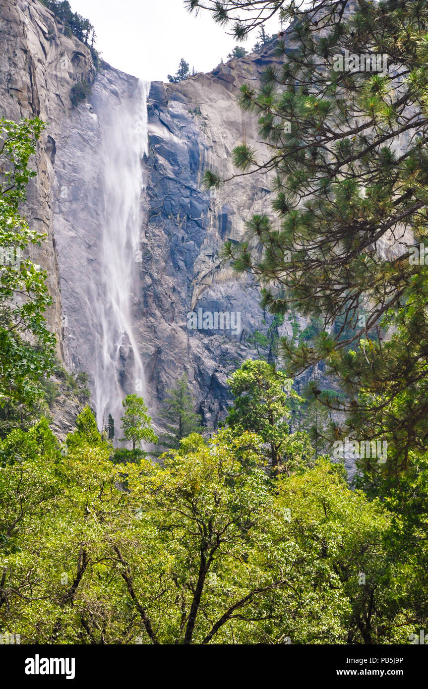 Waterfall behind trees at Yosemite National Park. Stock Photo