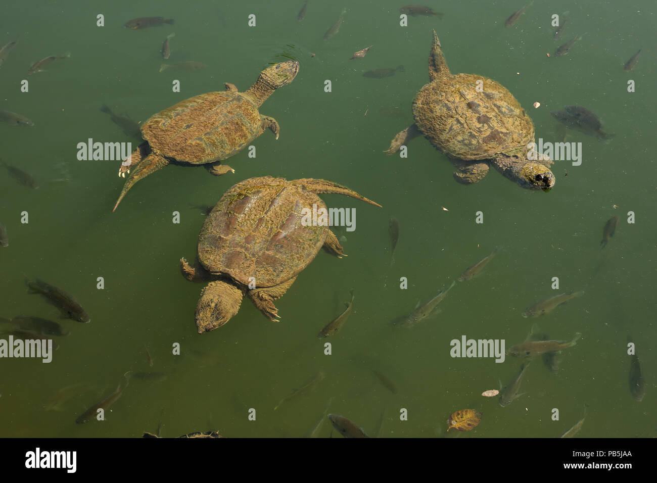 snapping turtles, Chelydra serpentina,  and Bluegills, Lepomis macrochirus, Maryland Stock Photo