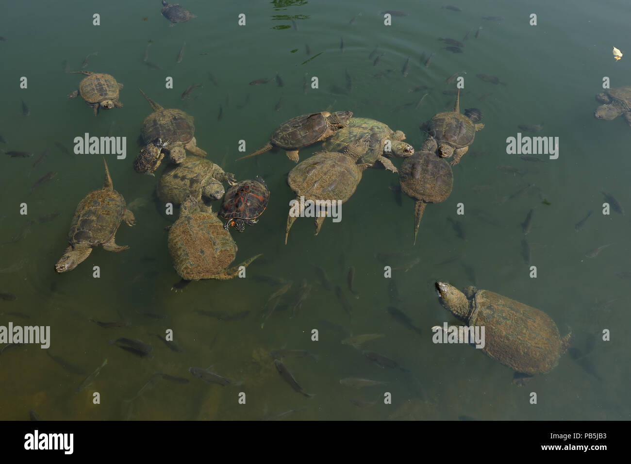 snapping turtles, Chelydra serpentina,  painted turtle, red-eared sliders and river cooter and Bluegills, Lepomis macrochirus, Maryland Stock Photo