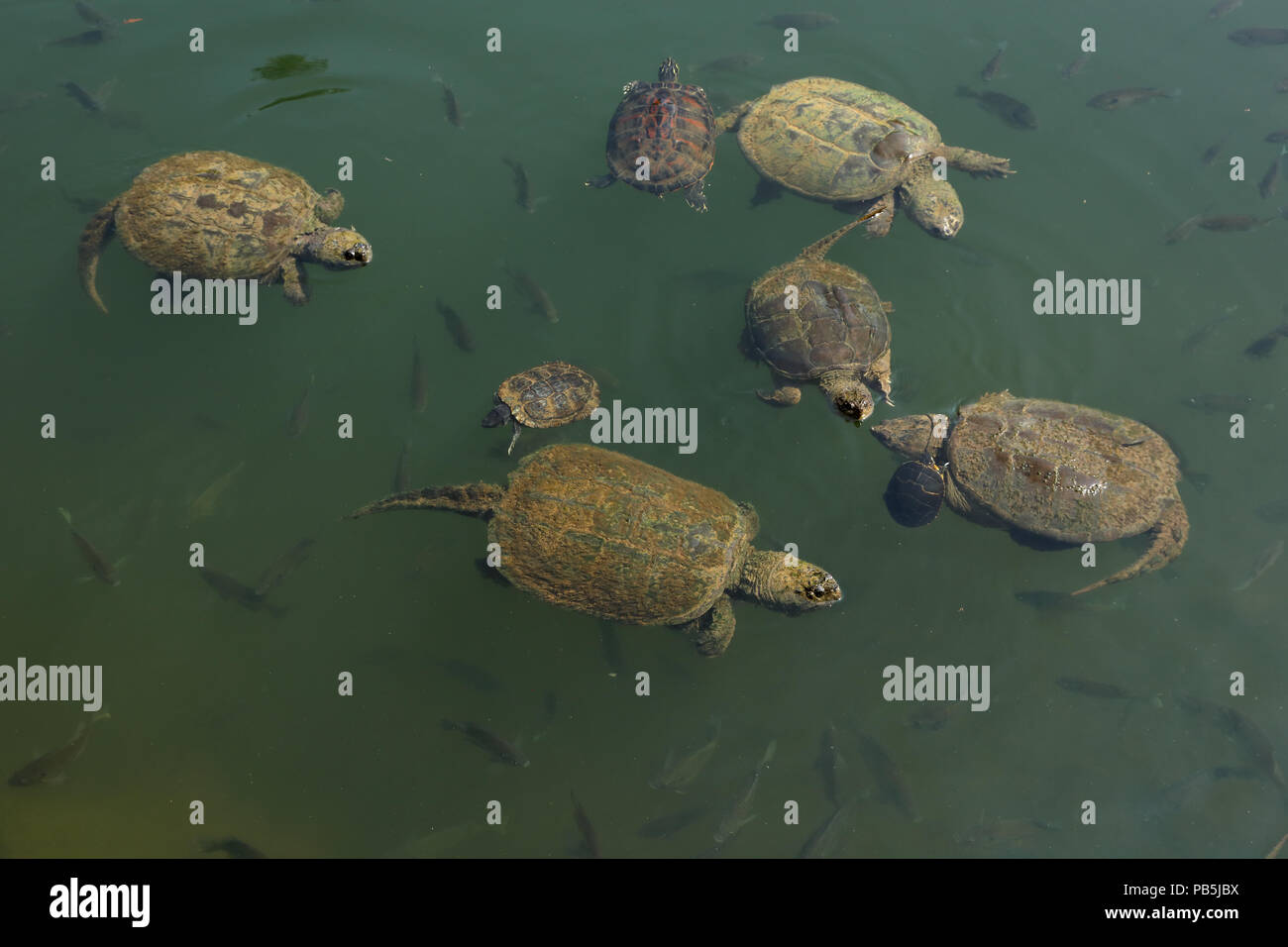 snapping turtles, Chelydra serpentina,  painted turtle, red-eared sliders and river cooter and Bluegills, Lepomis macrochirus, Maryland Stock Photo