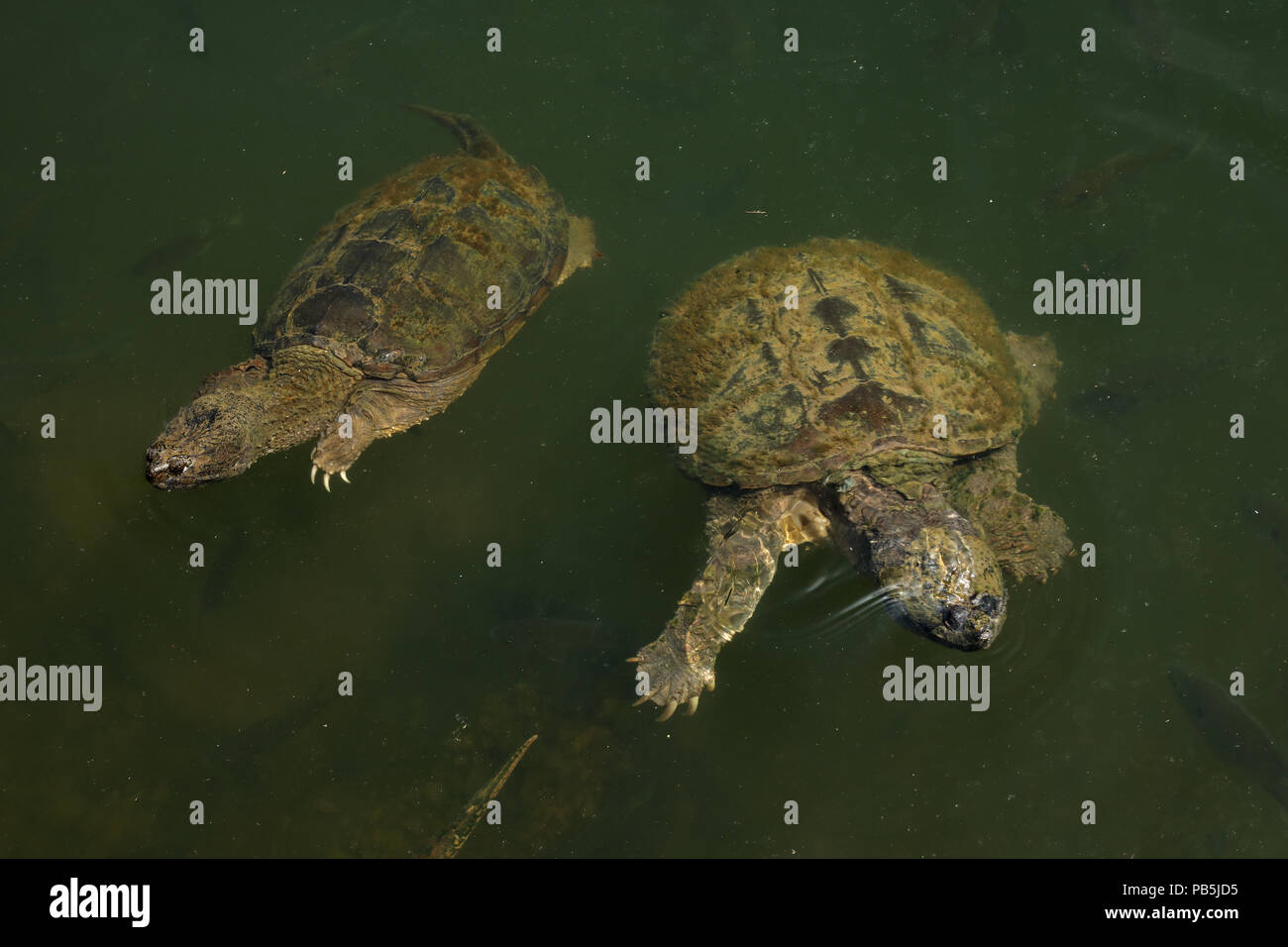 snapping turtles, Chelydra serpentina, Maryland Stock Photo