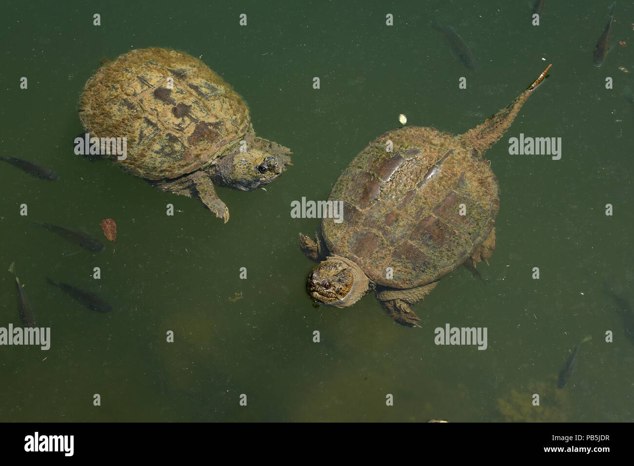 snapping turtles, Chelydra serpentina, Maryland Stock Photo