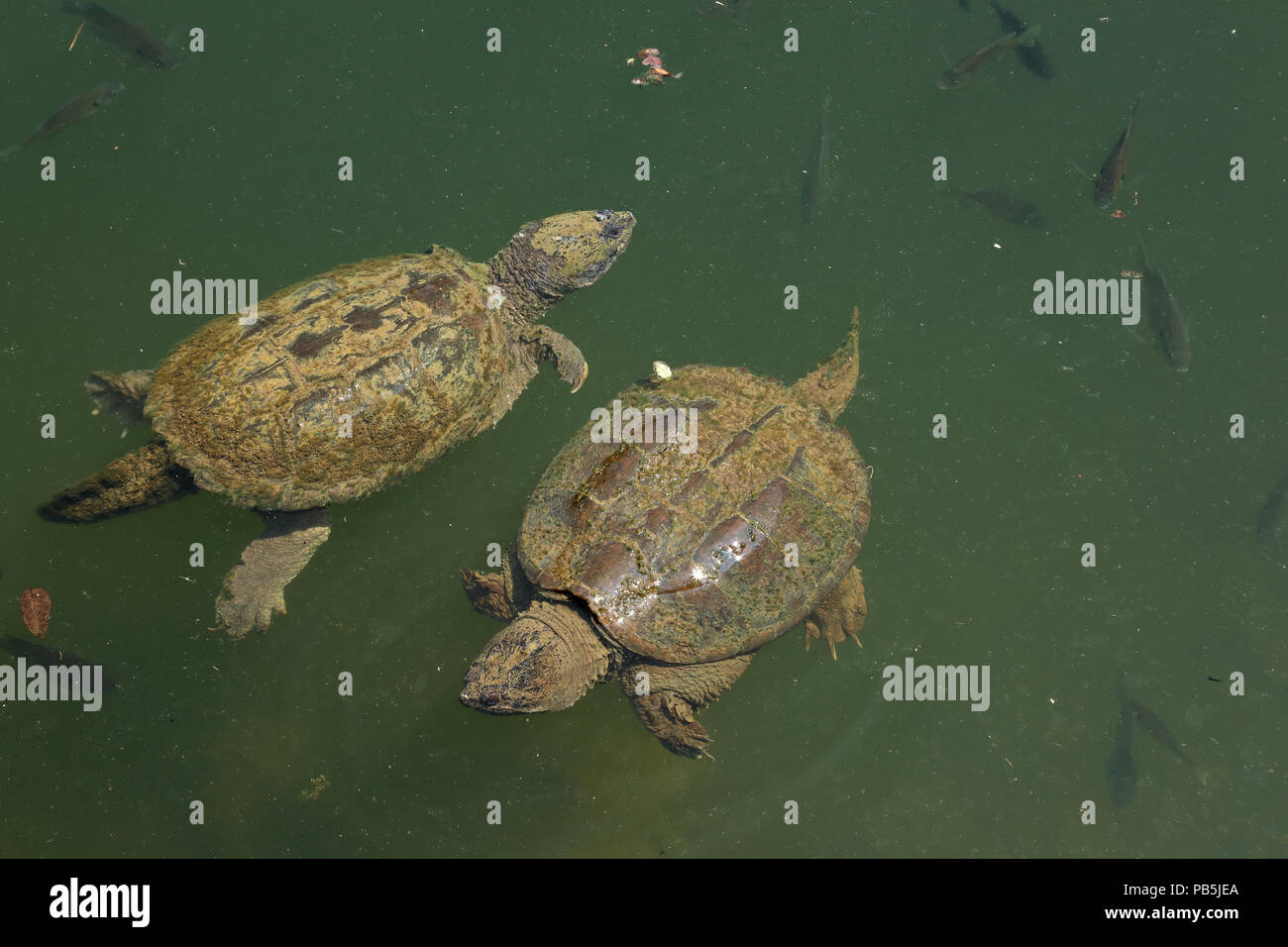 snapping turtles, Chelydra serpentina, and Bluegills, Lepomis macrochirus, Maryland Stock Photo