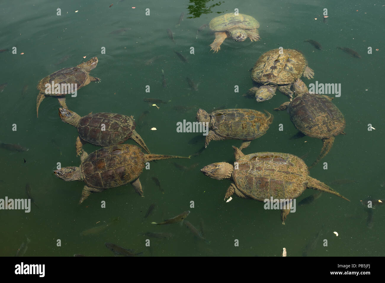 snapping turtles, Chelydra serpentina, and Bluegills, Lepomis macrochirus, Maryland Stock Photo