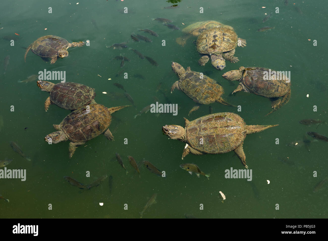 snapping turtles, Chelydra serpentina, and Bluegills, Lepomis macrochirus, Maryland Stock Photo