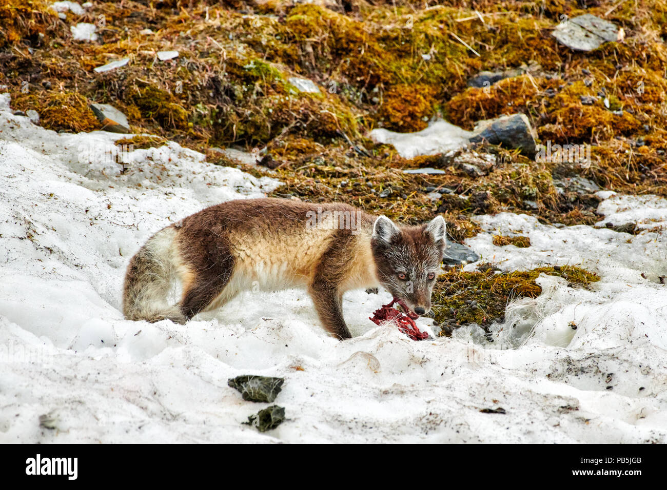 Arctic fox, Vulpes lagopus, with summer fur and dead bird as a prey, Alkhornet,  Svalbard or Spitsbergen, Europe Stock Photo