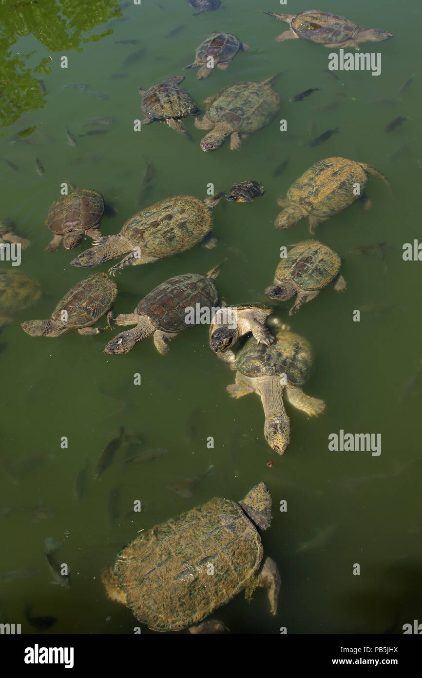 snapping turtles, Chelydra serpentina, including mating pair, painted turtle (and Bluegills, Lepomis macrochirus), Maryland Stock Photo
