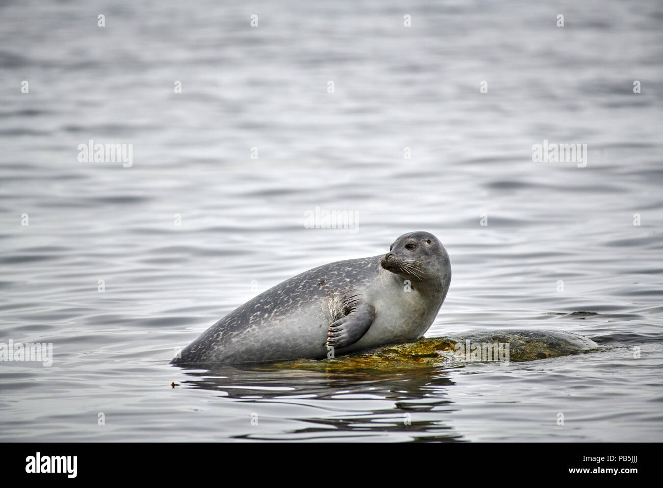 harbour seal (Phoca vitulina), Svalbard or Spitsbergen, Europe Stock Photo