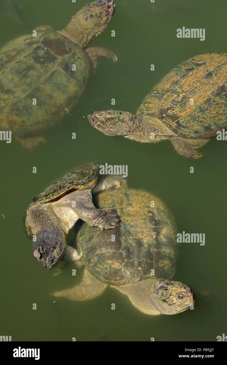 snapping turtles, Chelydra serpentina, including mating pair, (and Bluegills, Lepomis macrochirus), Maryland Stock Photo