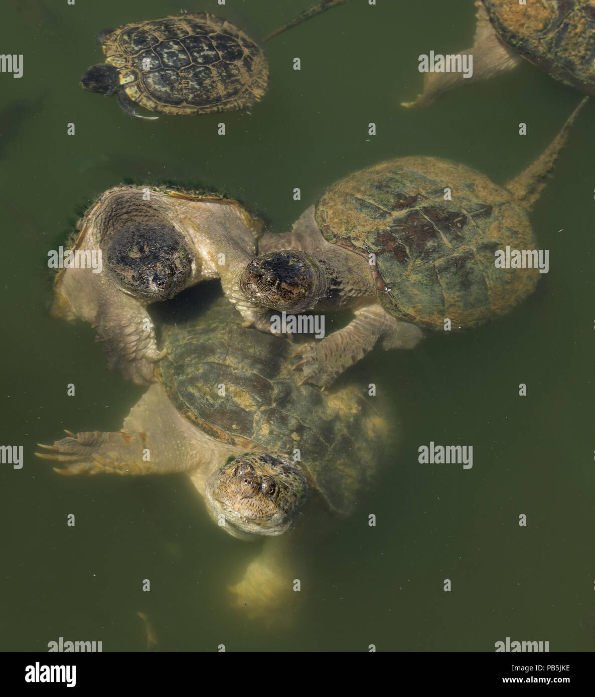 snapping turtles, Chelydra serpentina, males attempting to mate with female (and Bluegills, Lepomis macrochirus), Maryland Stock Photo