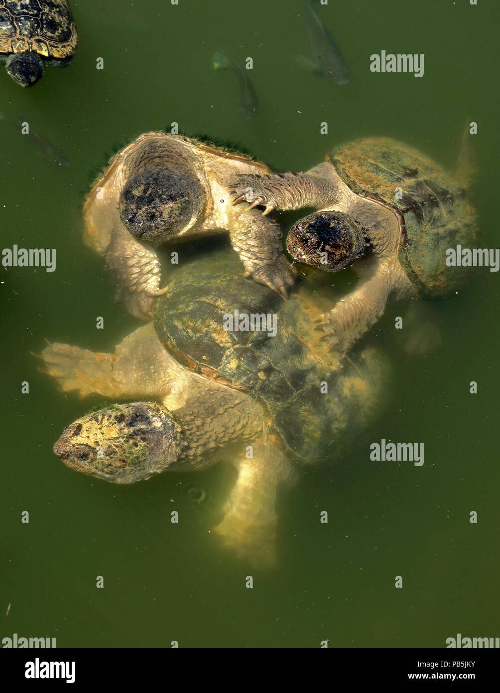 Snapping turtles, Chelydra serpentina, two males attempting to mate with female Stock Photo