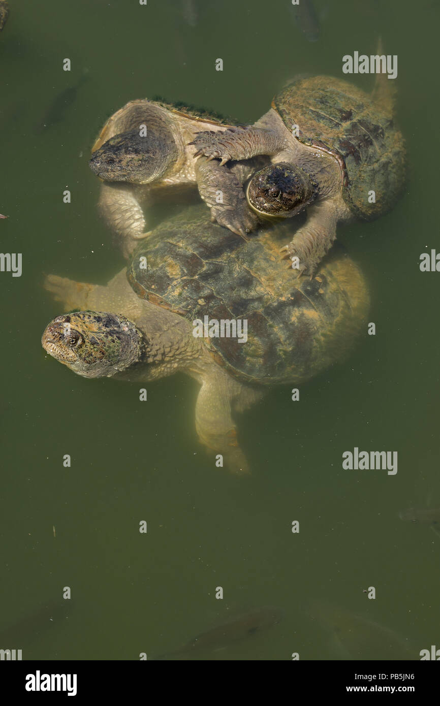 snapping turtles, Chelydra serpentina, males attempting to mate with female (and Bluegills, Lepomis macrochirus), Maryland Stock Photo