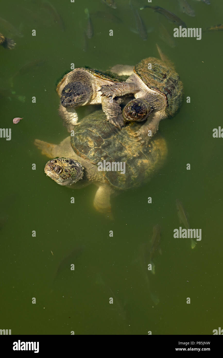 snapping turtles, Chelydra serpentina, males attempting to mate with female (and Bluegills, Lepomis macrochirus), Maryland Stock Photo