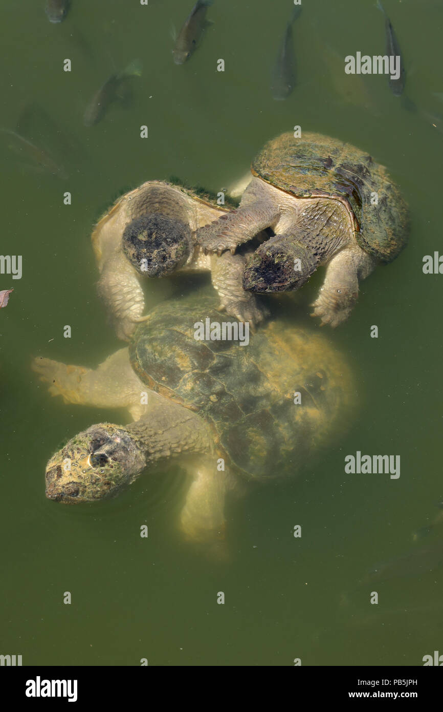 snapping turtles, Chelydra serpentina, mating, another male attempting to displace mating male, and Bluegills, Lepomis macrochirus, Maryland Stock Photo