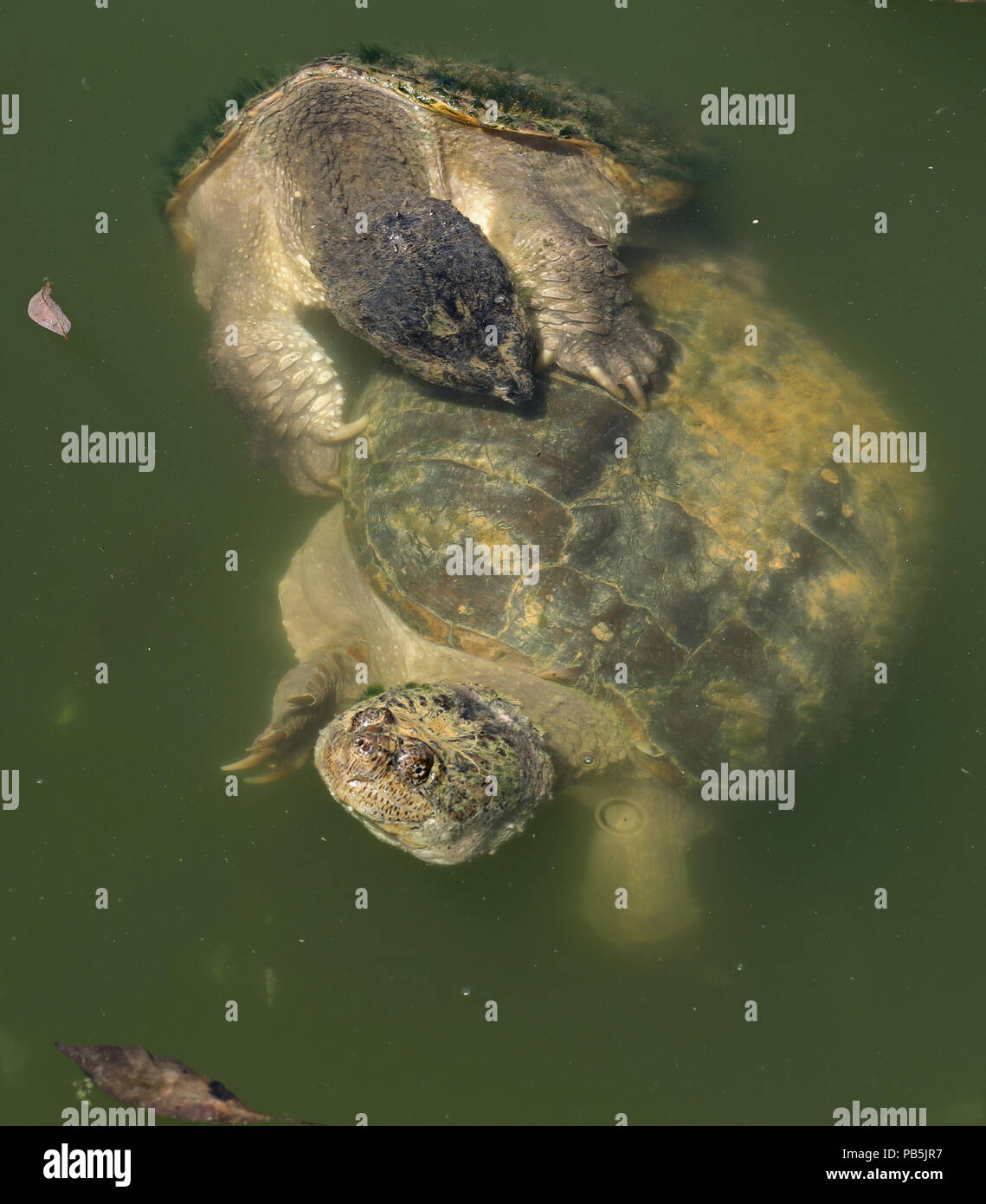 snapping turtles, Chelydra serpentina, mating, Maryland Stock Photo
