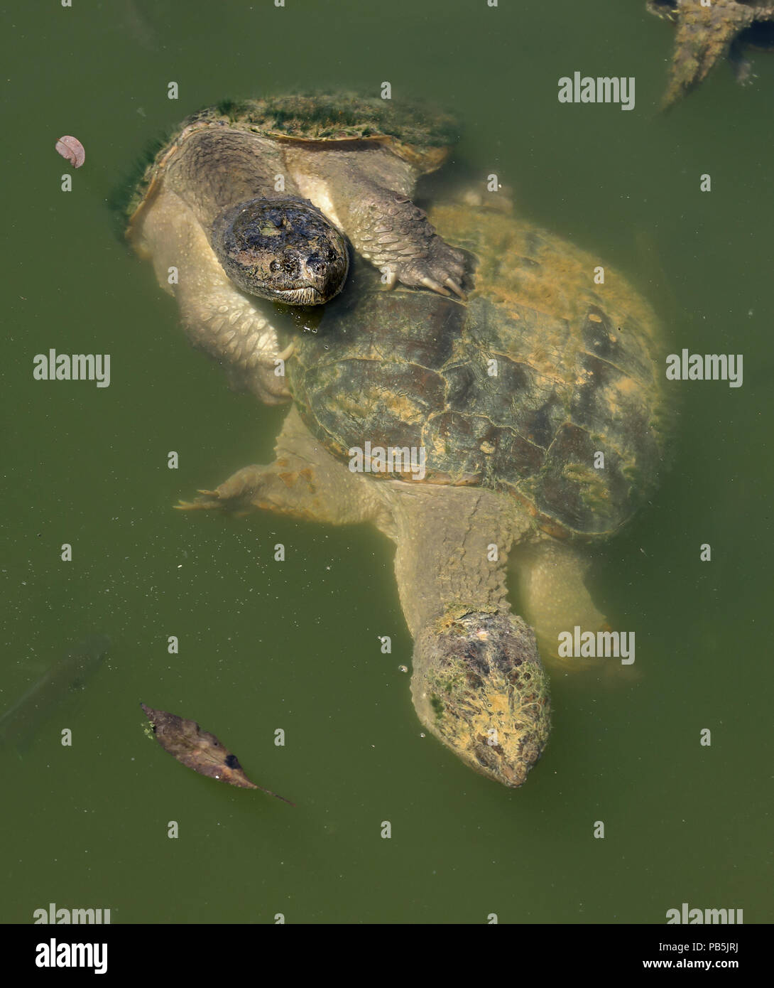 snapping turtles, Chelydra serpentina, mating, and Bluegills, Lepomis macrochirus, Maryland Stock Photo