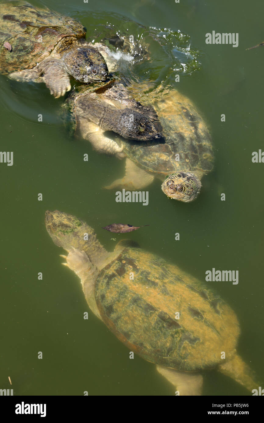 snapping turtles, Chelydra serpentina, mating, another male attempting to chase the mating male off, Maryland Stock Photo