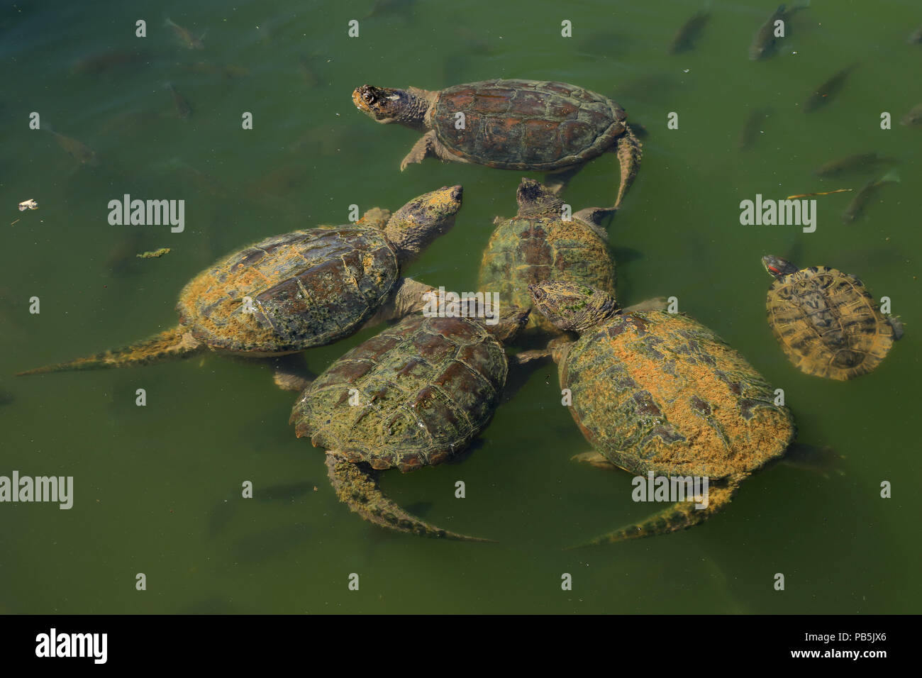 snapping turtles, Chelydra serpentina,  red-eared slider and Bluegills, Lepomis macrochirus, Maryland Stock Photo