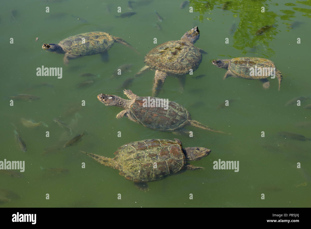 Common snapping turtles hi-res stock photography and images - Alamy