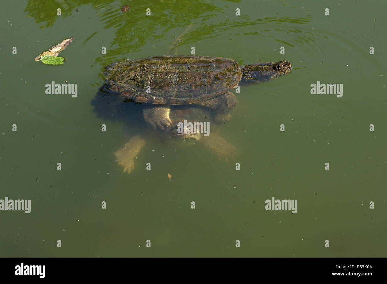 snapping turtles, Chelydra serpentina, male attempting to mate with female (and Bluegills, Lepomis macrochirus), Maryland Stock Photo