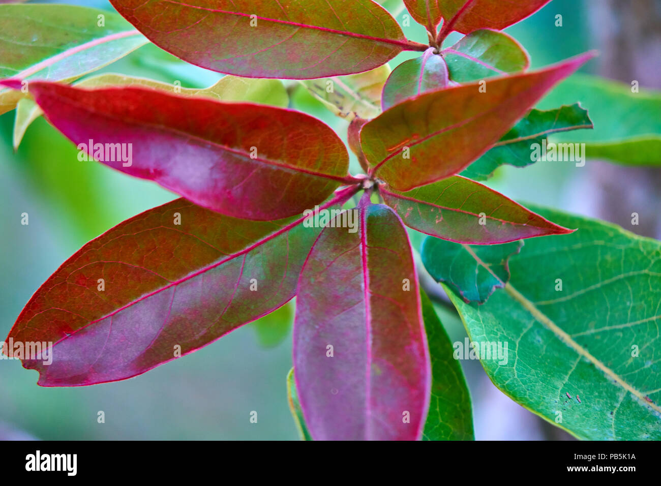 plant leaves changing seasons green to red Stock Photo