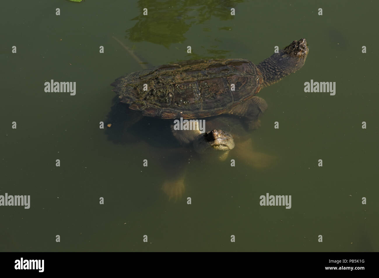 snapping turtles, Chelydra serpentina, male attempting to mate with female (and Bluegills, Lepomis macrochirus), Maryland Stock Photo