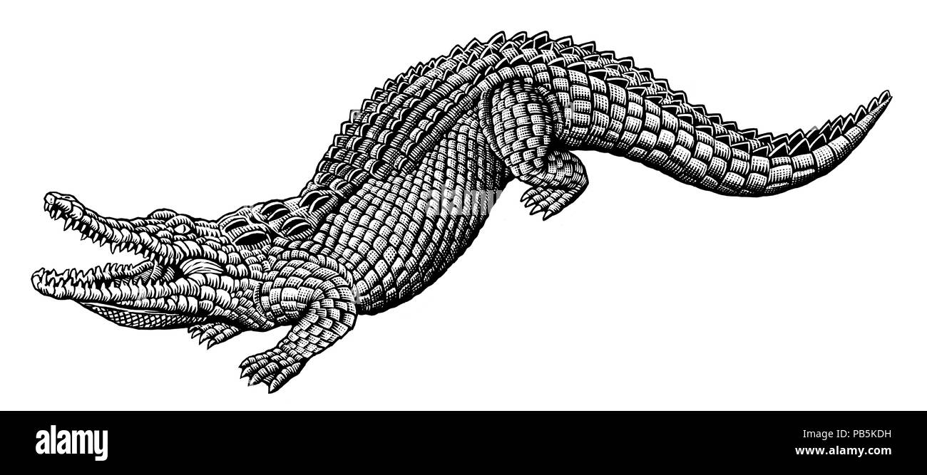crocodile scraperboard illustration reptile skin Stock Photo