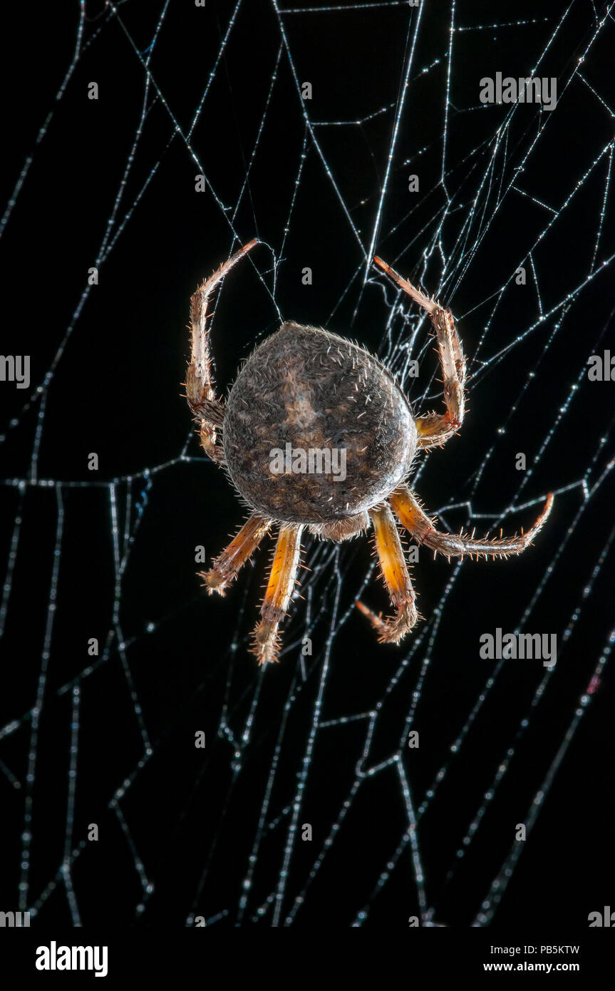 Spotted orb weaver spider hi-res stock photography and images - Alamy