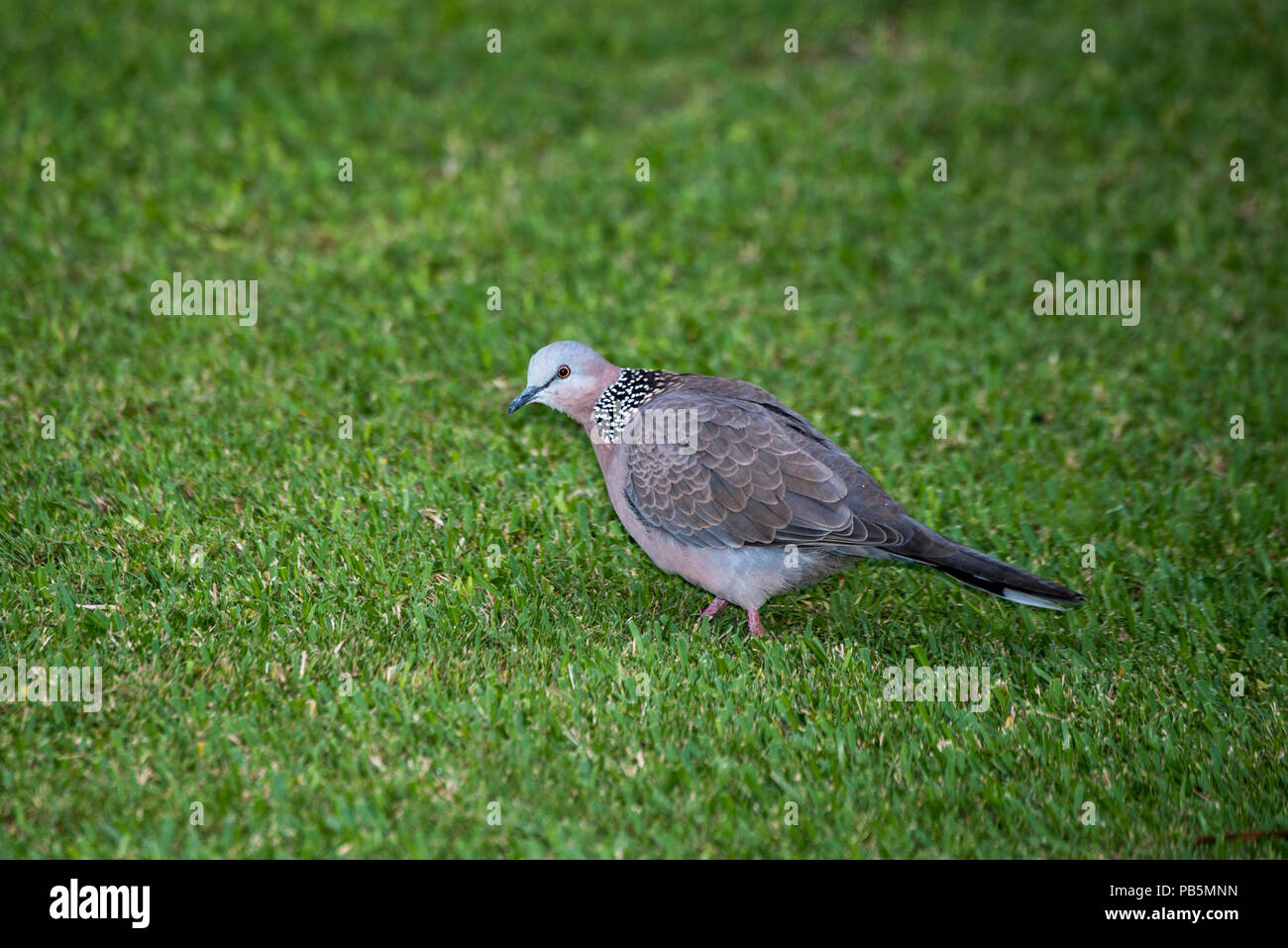 Maui, Hawaii. Spotted dove, Spilopelia chinensis looking for food on
