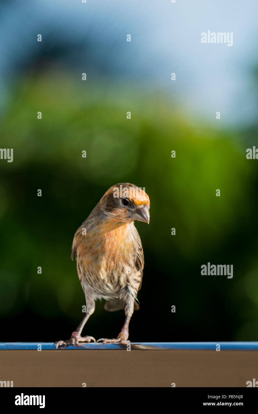 Maui, Hawaii. Male House Finch, Carpodacus mexicanus.  The orange color in this house finch is caused by  pigments known as carotenoids in the foods t Stock Photo