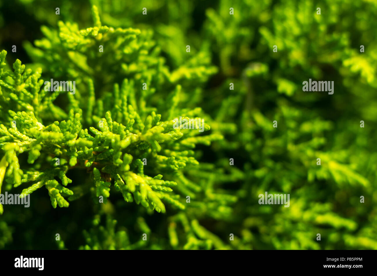 Decorative leyland cypress tree hires stock photography and images Alamy