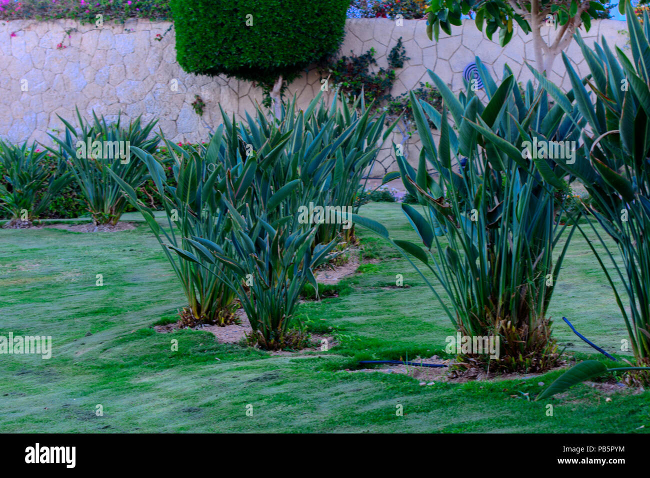Beautiful evergreen tropical plantations in Egypt In the category Beautiful evergreen tropical plantations in Egypt In the category