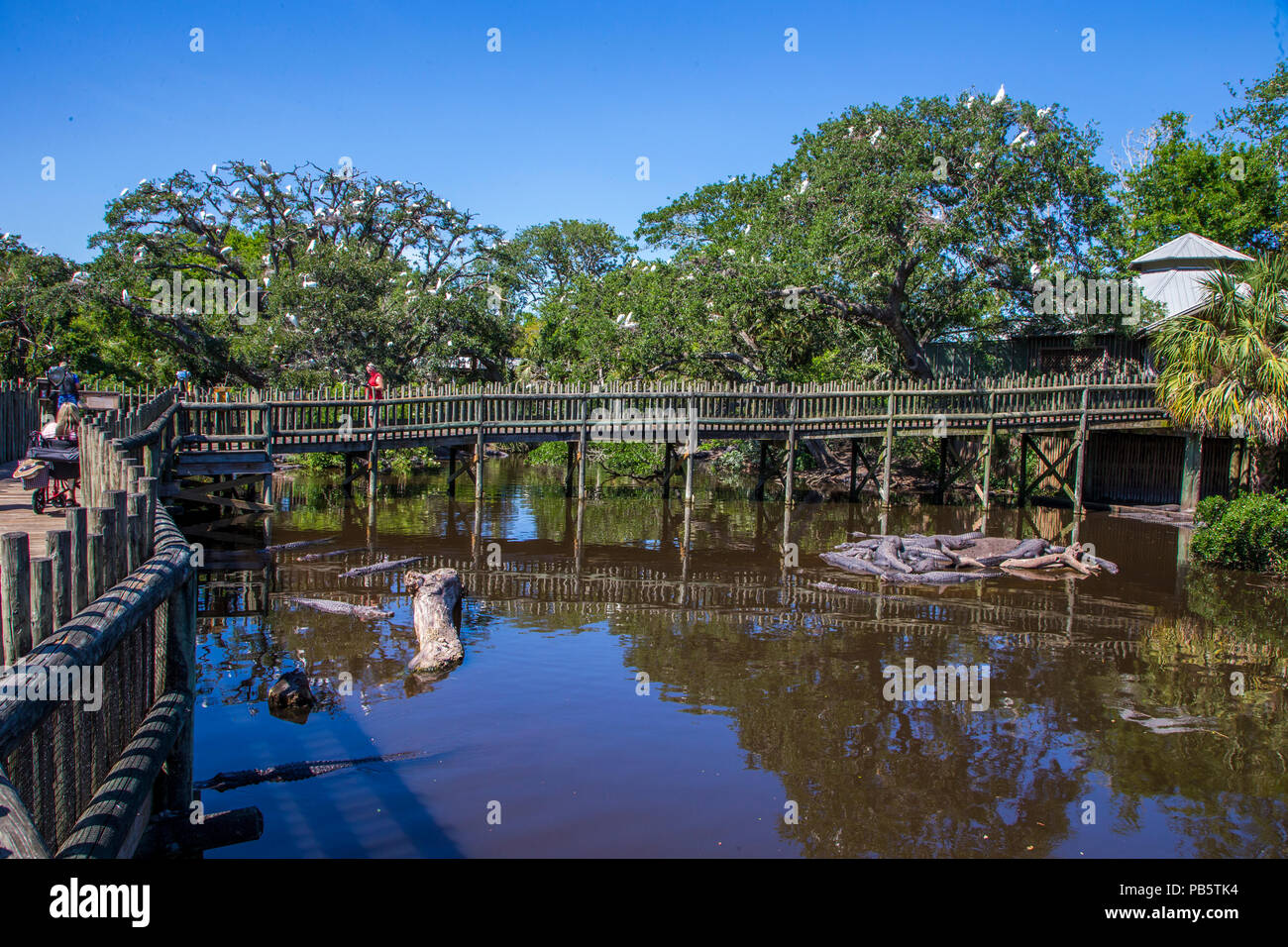 Boardwalk in Native swamp & bird rookery in St. Augustine Alligator Farm Zoological Park in St Augustine Florida Stock Photo