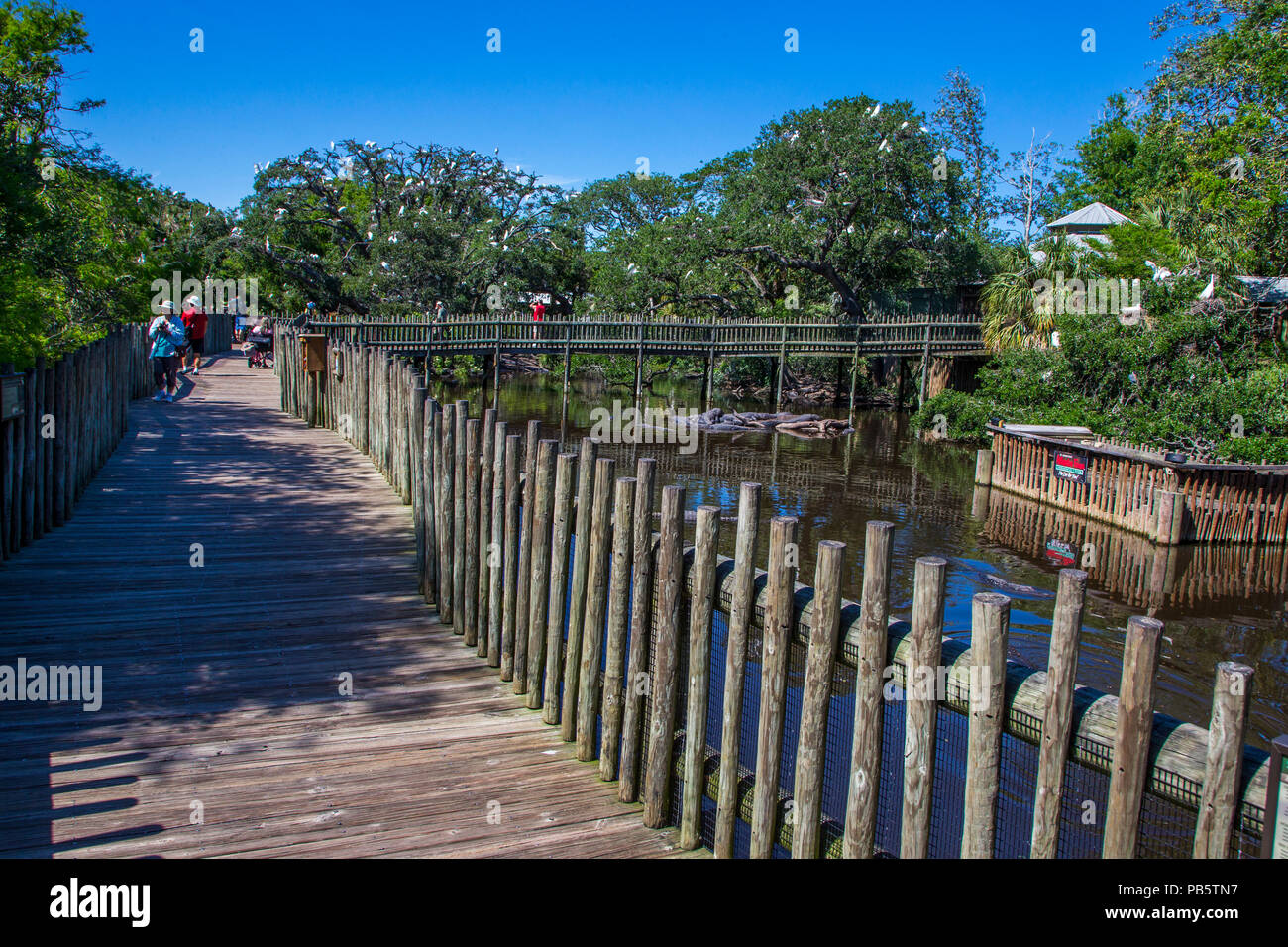 Boardwalk in Native swamp & bird rookery in St. Augustine Alligator