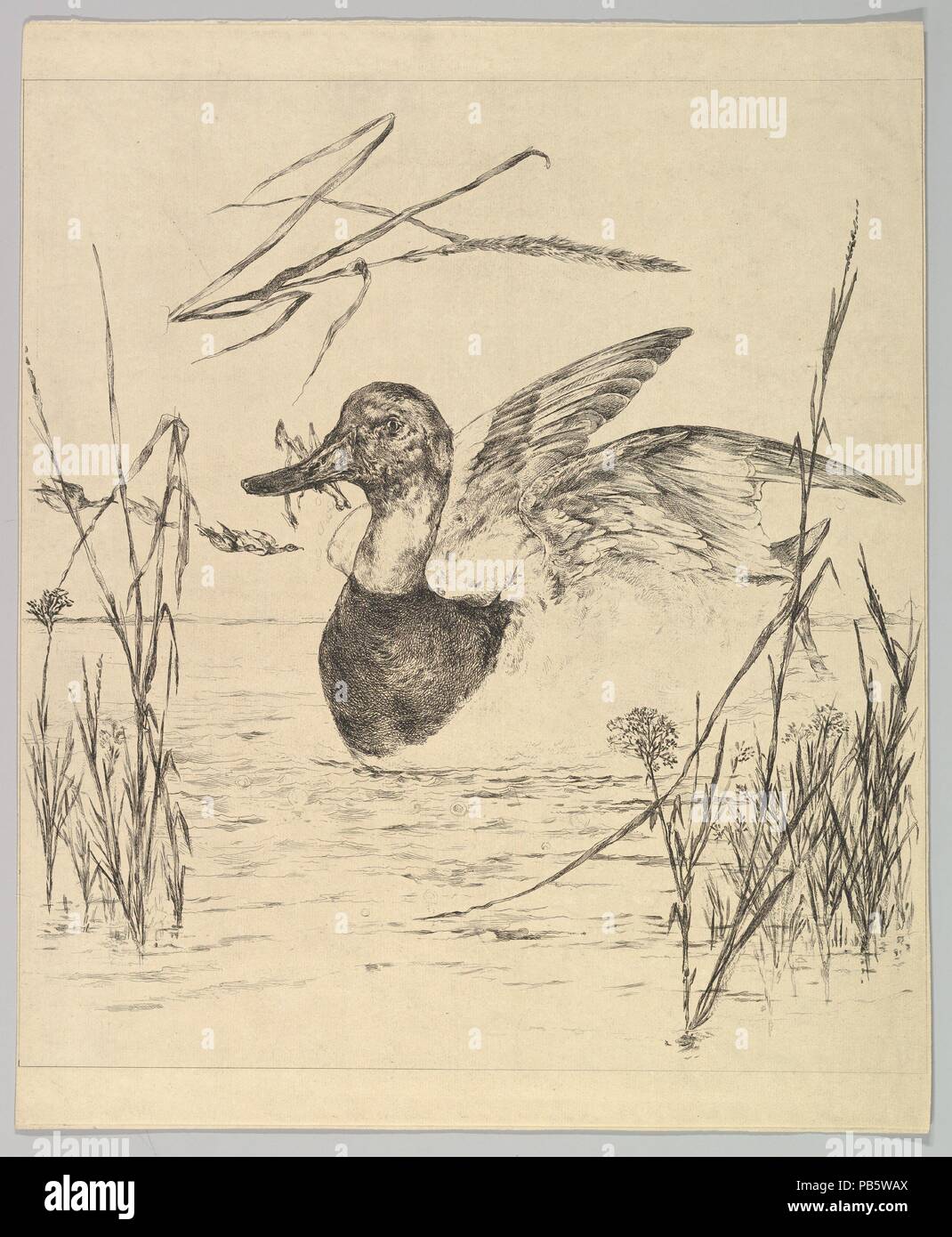 Duck. Artist: Félix Bracquemond (French, Paris 1833-1914 Sèvres). Dimensions: sheet: 19 1/2 x 16 in. (49.5 x 40.6 cm). Date: 1850-1914. Museum: Metropolitan Museum of Art, New York, USA. Stock Photo