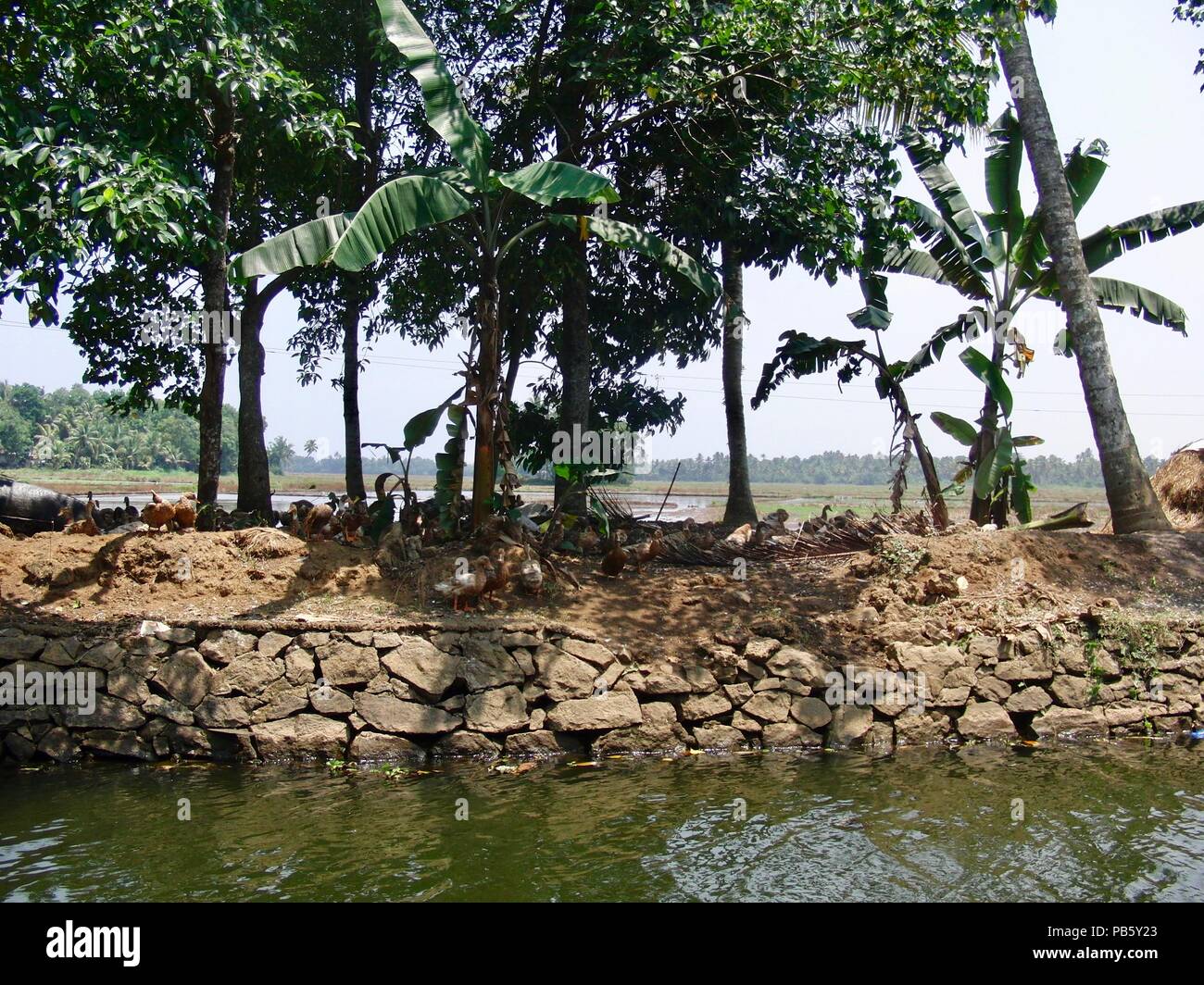 Tranquil and scenic view of Kerala in rural India close to Kochi: Brown ducks / geese between green palm trees on dry land on a sunny hot spring day Stock Photo