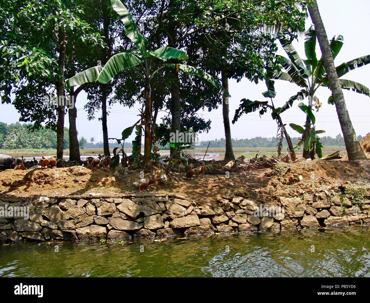 Tranquil and scenic view of Kerala in rural India close to Kochi: Brown ducks / geese between green palm trees on dry land on a sunny hot spring day Stock Photo