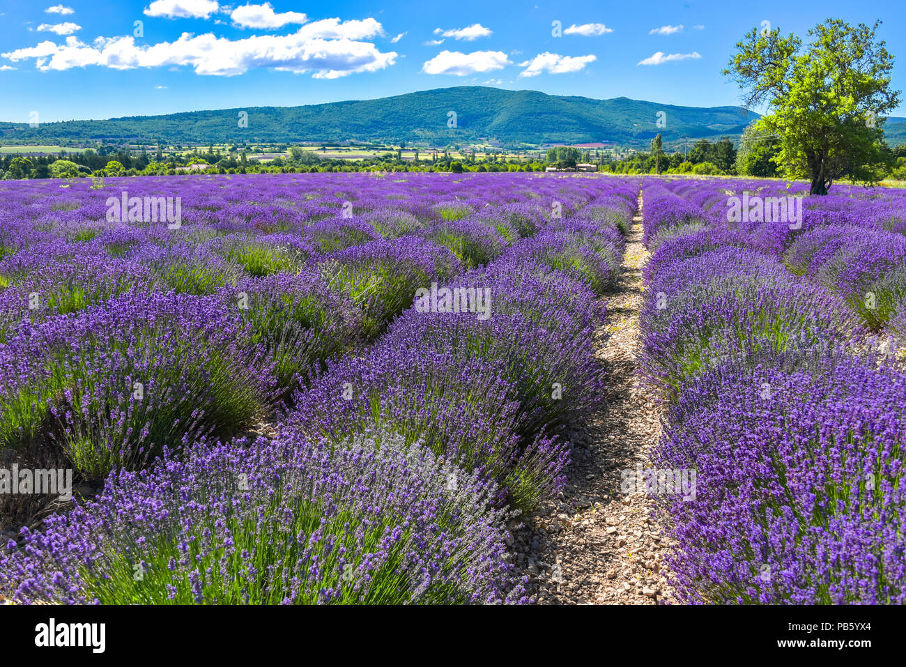 bloomy lavender rows near Sault, Provence, France, lavender field with mountains in background, department Vaucluse, region Provence-Alpes-Côte d'Azur Stock Photo