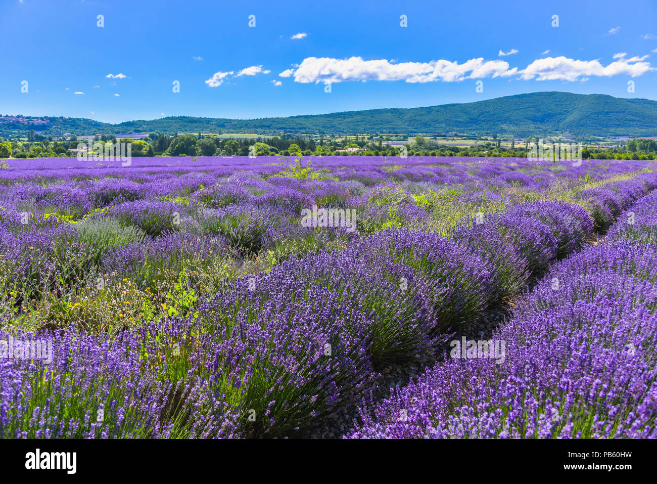 large lavender field with mountain range of the Vaucluse department near Sault, Provence, France, region Provence-Alpes-Côte d'Azur Stock Photo