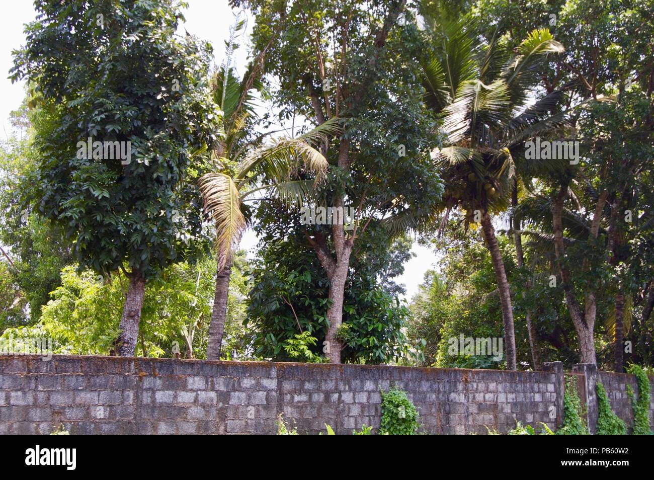 Scenic view of a beautiful sunny spring day at a park with huge palm trees and untouched nature hidden behind a stone wall in rural India (Kerala) Stock Photo