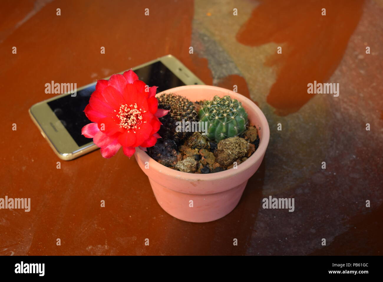 Flower cactus hardy ferocactus wislizeni another flowering plant winter