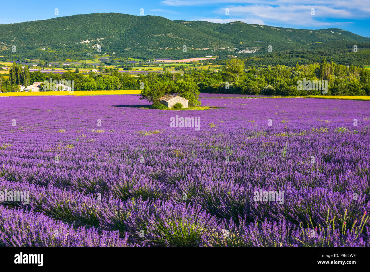 landscape panorama with large lavender field and stone hut, Provence, France, near Sault, department Vaucluse, region Provence-Alpes-Côte d'Azur Stock Photo